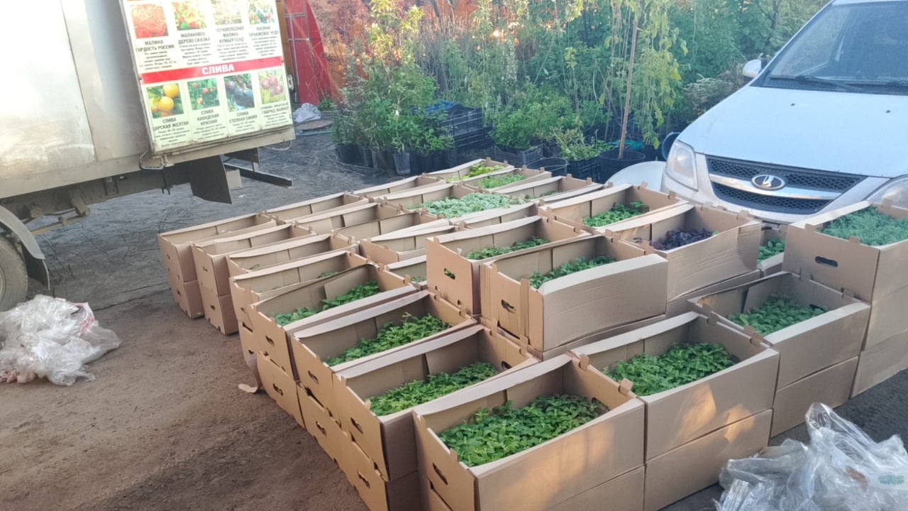 Саженцы, Тюменская обл, д. Брычево - п.Смолино, Челябинск